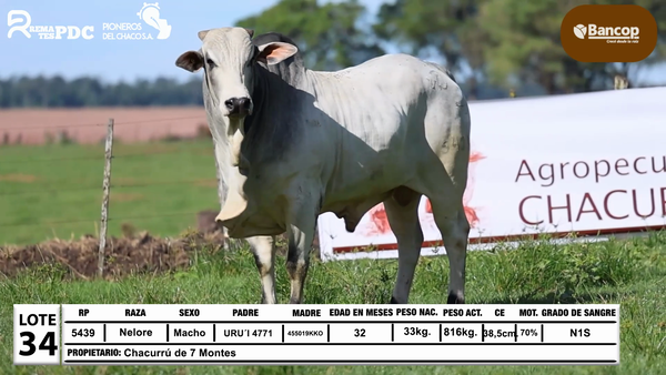 Lote Lote 34