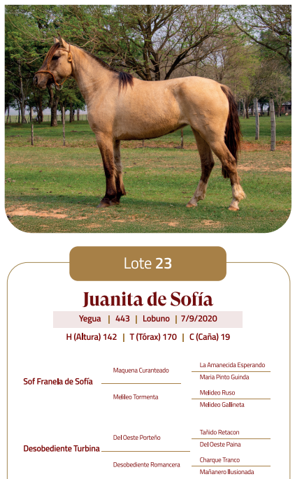 Lote LOTE 23