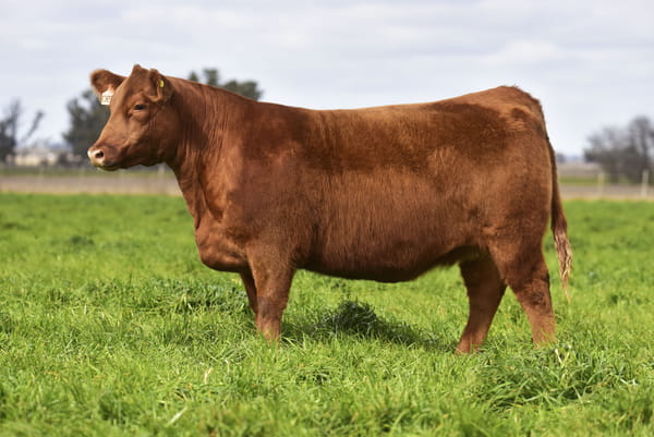 Lote VAQUILLONA PP H590