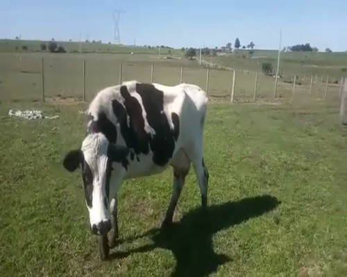 Lote 2 Vacas de Invernada 480kg - , San José