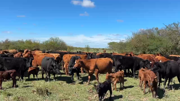 Lote 200 Vacas nuevas C/ cria
