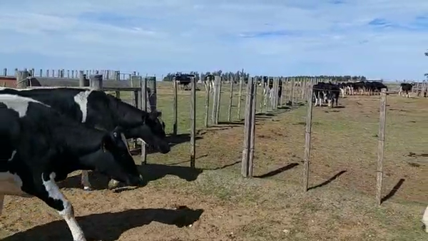 Lote 3 Vaquillonas proximas holando