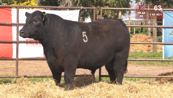 5 4071 — TOROS ANGUS NEGROS  PC