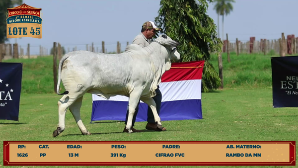 Lote LOTE 45