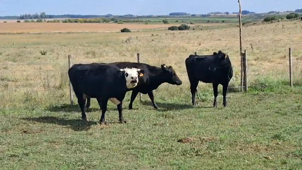 Lote VACAS DE INVERNADA