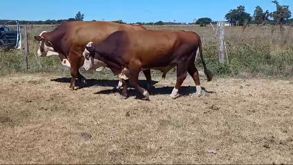 Lote 6 Toros de invernar