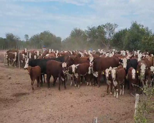 Lote 350 Vacas nuevas en Tintina, Santiago del Estero