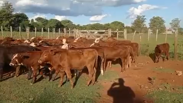 Lote 120 Terneros/as en Virasoro, Corrientes