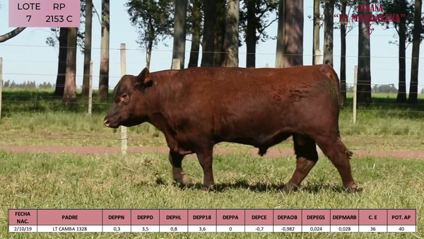 Lote ABERDEEN ANGUS PURO CONTROLADO SA