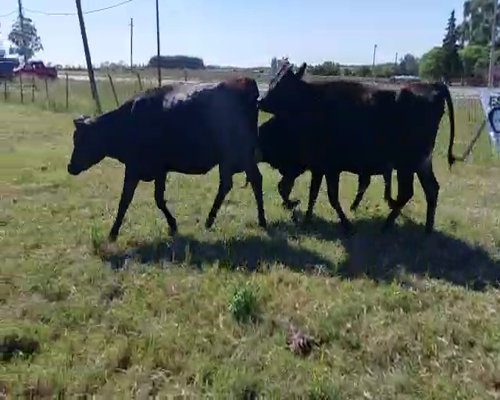 Lote 4 Vaquillonas  300kg - , San José