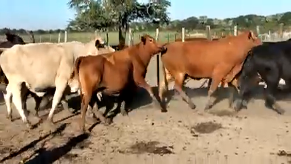 Lote 55 Vacas de invernar en Formosa, Formosa