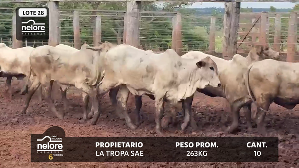 Lote LOTE 28