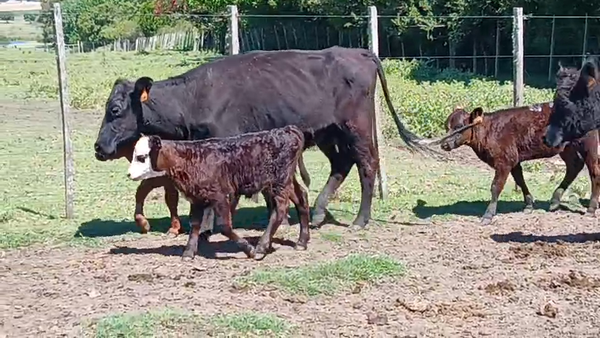 Lote 16 Piezas de cría 330kg - , San José