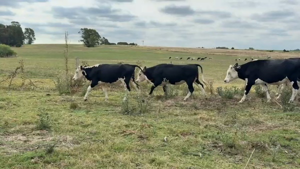 Lote VAQUILLONAS 1 a 2 AÑOS