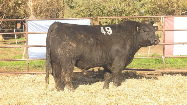 Lote TOROS ANGUS NEGROS  PC