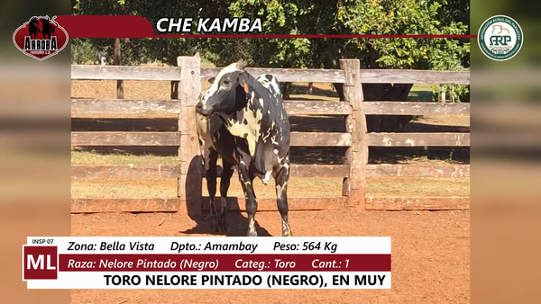 Lote CHE KAMBA