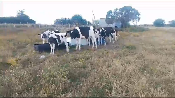 Lote 8 Terneros, San José