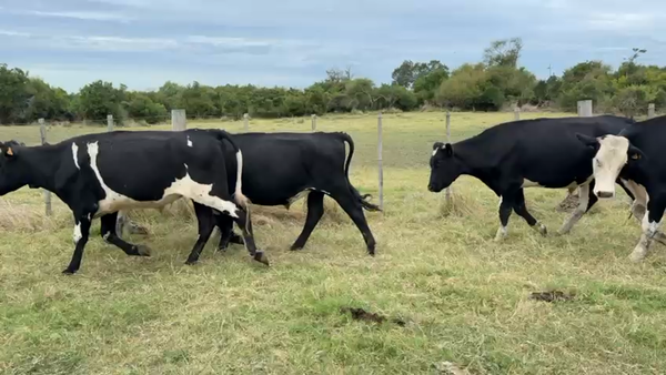 Lote NOVILLOS 1 a 2 AÑOS