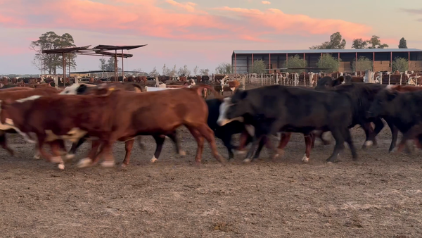 Lote 44 Novillitos y vaquillonas