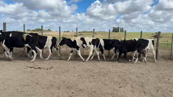 Lote NOVILLOS 1 a 2 AÑOS