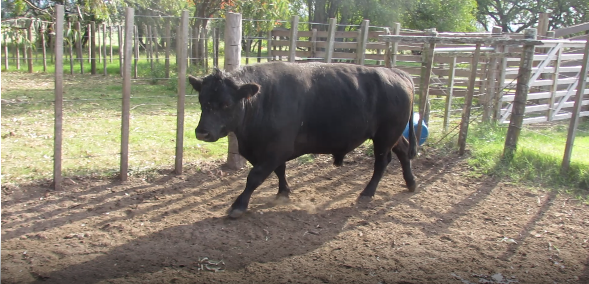 Lote 1 Toros en Colonia