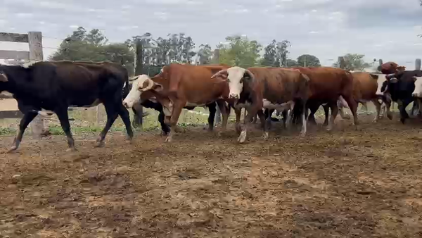 Lote 50 Vacas de invernar en Chaco, Gral. Vedia