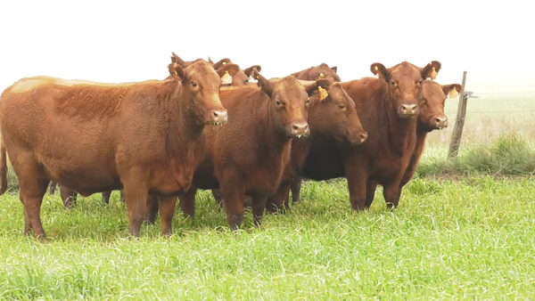 Lote VAQ. ANGUS COLORADAS  MAS C/GTÍA DE PREÑEZ