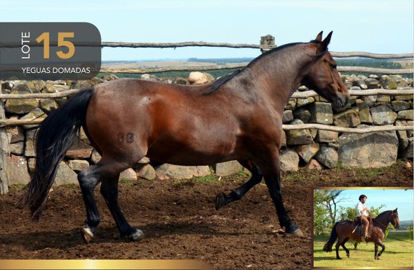 Lote Aquerenciada Rosaura