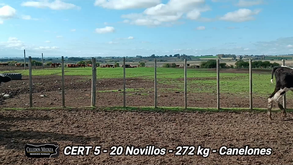 Lote 20 Novillos 1 a 2 años en Castellanos, Canelones