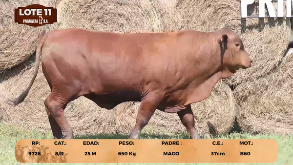 Lote LOTE 11