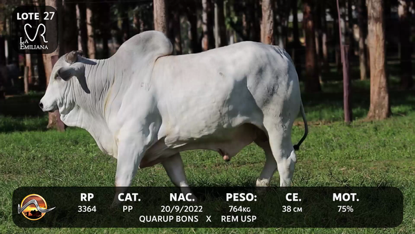 Lote LOTE 27