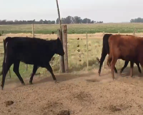 Lote 35 Vaquillonas C/ gtia de preñez en Mercedes, Buenos Aires