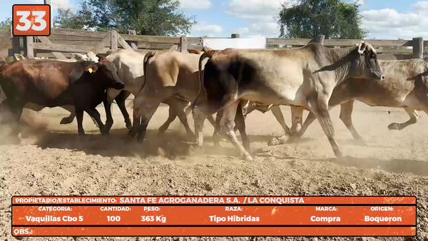 Lote LOTE 33