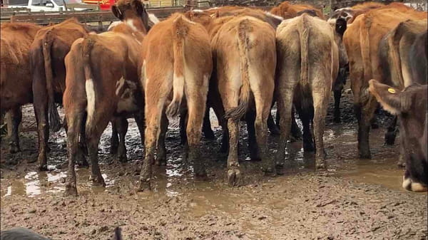 Lote 40 Novillo Engorda en Purranque, X Región Los Lagos