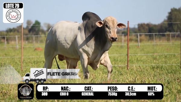 Lote LOTE 79  RP 389