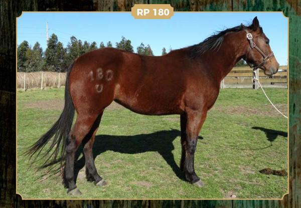 Lote DOÑA ADELA 180