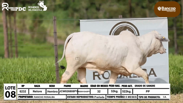 Lote Lote 8