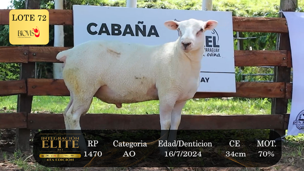 Lote LOTE 72