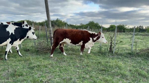 Lote VAQUILLONAS MÁS DE 2  AÑOS