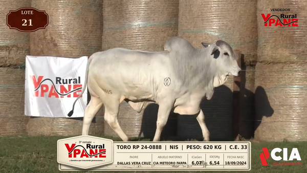 Lote Lote 21