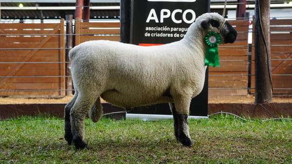 Lote Hampshire Down Expo Internacional 2022 - Lote 14