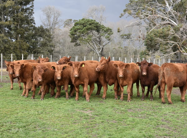 Lote VAQ PARA ENTORAR