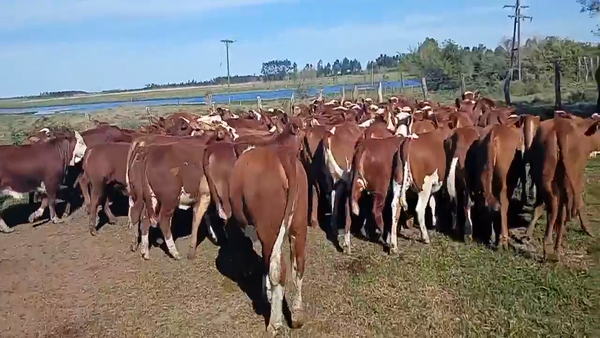Lote 100 Vaquillonas