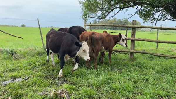 Lote TERNEROS Y TERNERAS