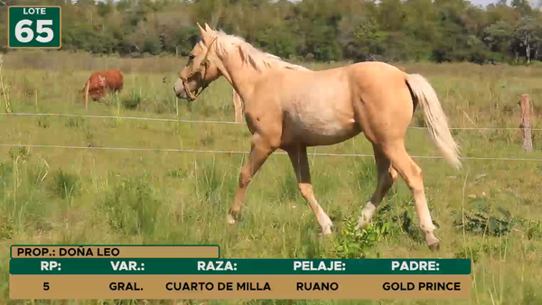 Lote Equinos CUARTO DE MILLA, Ñeembucú
