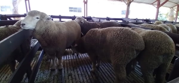 Lote 4 borregos puro de origen 2dts