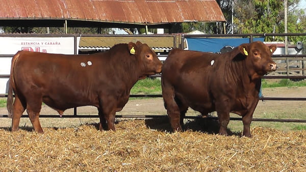 Lote TOROS ANGUS PURO DE PEDIGREE