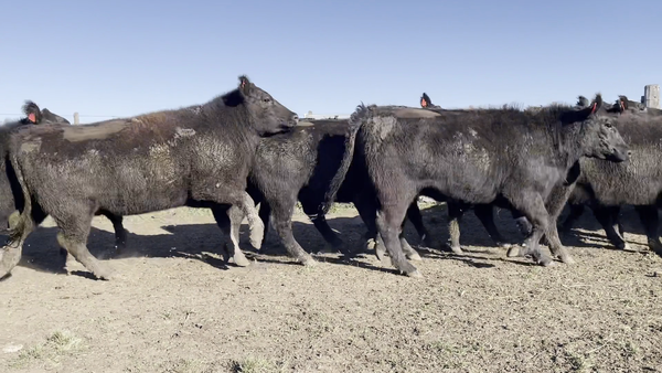 Lote LA AZUCENA DE San MANUEL: VAQUILLONAS A.ANGUS PC CON GARANTÍA DE preñez