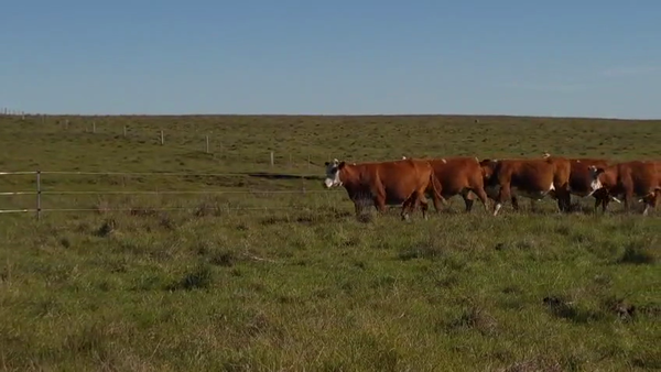 Lote 6 Vacas preñadas, Salto