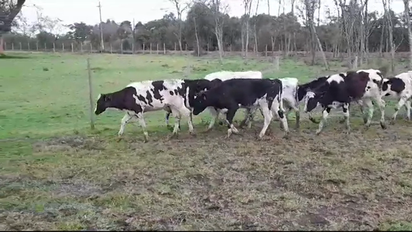 Lote TERNERAS HOLANDO